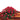 red roses casket spray