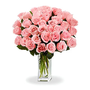 36 Long Stem Pink Roses