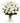 36 Long Stem White Roses