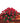red roses casket spray