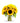 Simply Sunflowers in Mason Jar