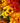Autumn Designers Collection I