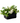 Blooming Plant Basket