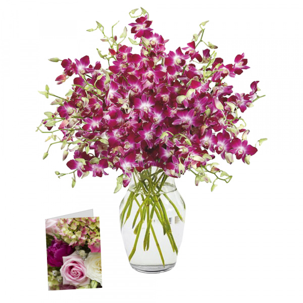 100 Blooms of Mother's Day Orchids I 