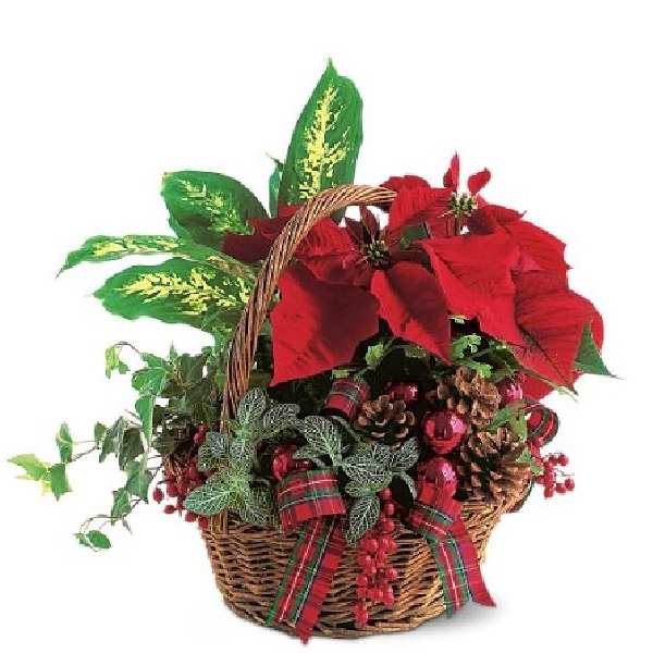 Christmas Planter Basket Special 